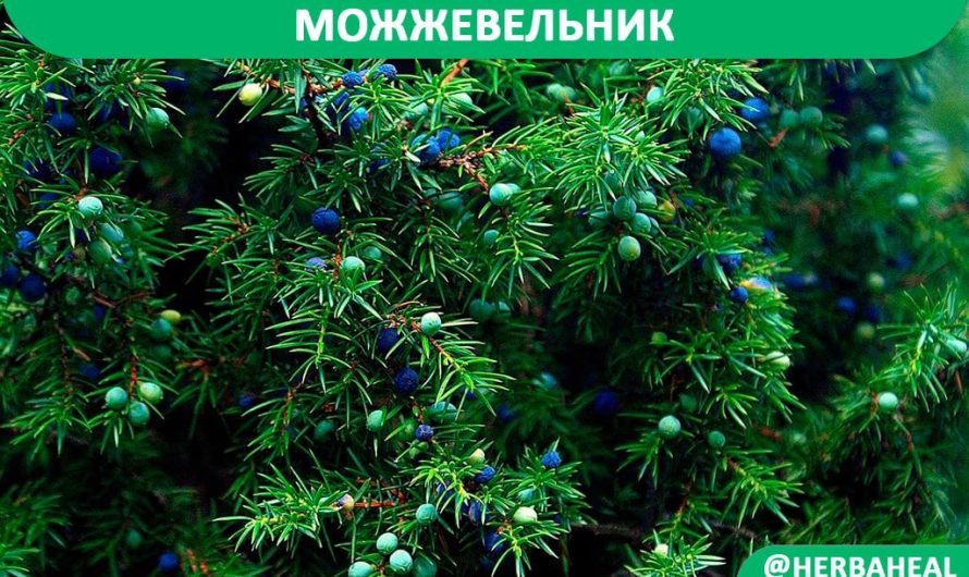 Можжевельник обыкновенный