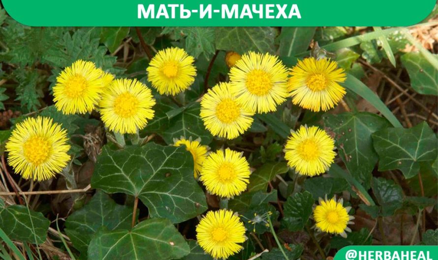 Мать-и-мачеха