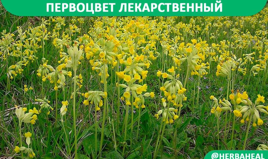 Первоцвет лекарственный (примула)