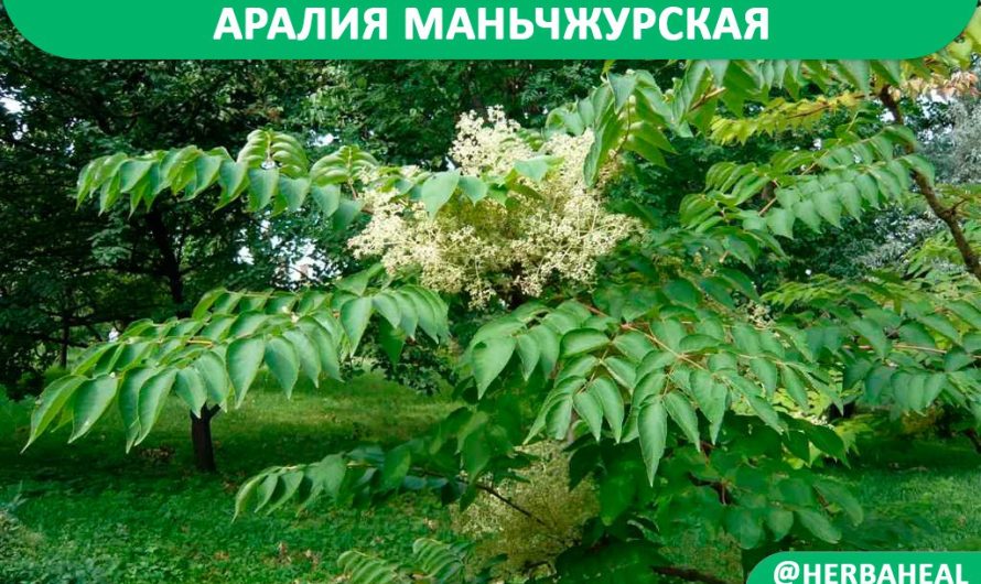 Аралия маньчжурская