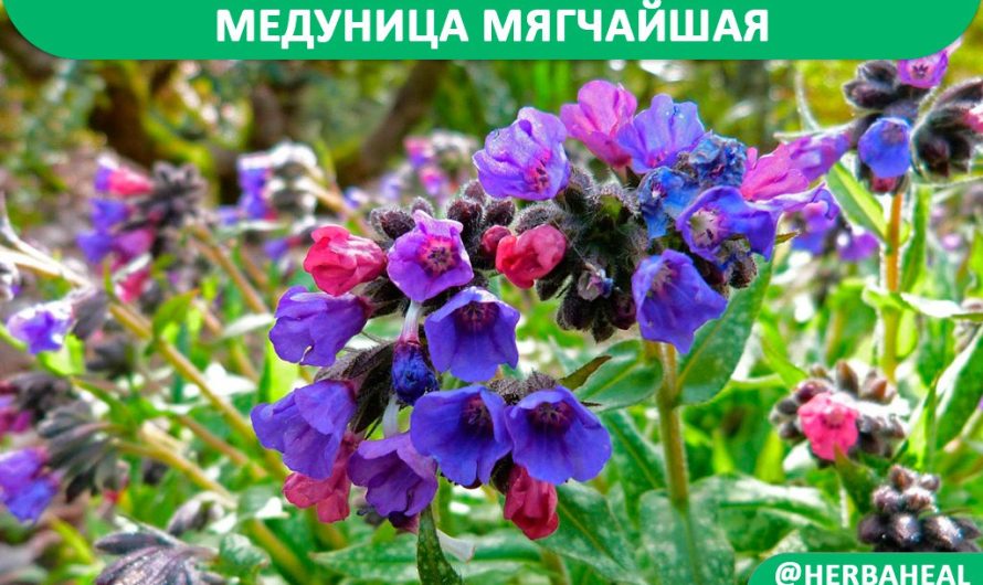 Медуница мягчайшая