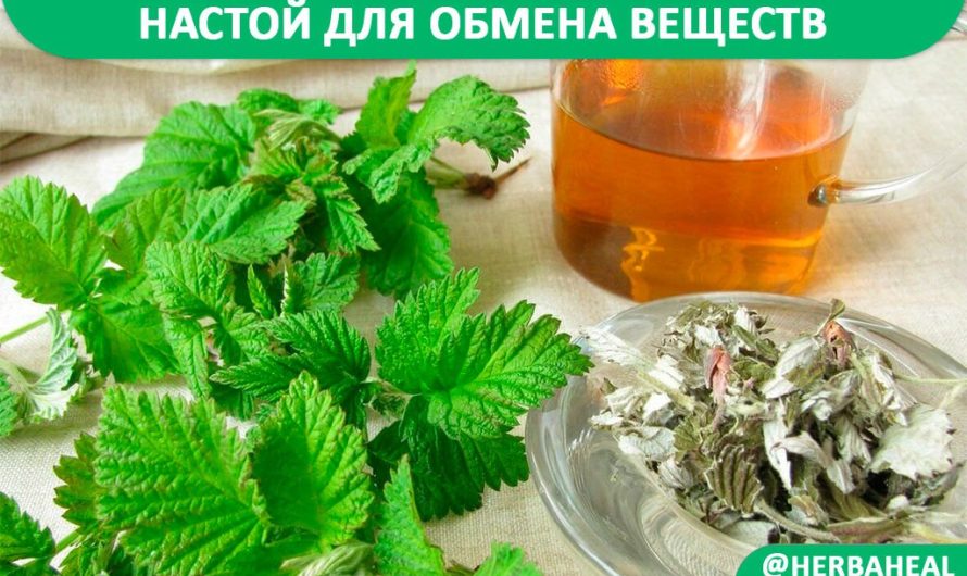 Настой для регулирования обмена веществ