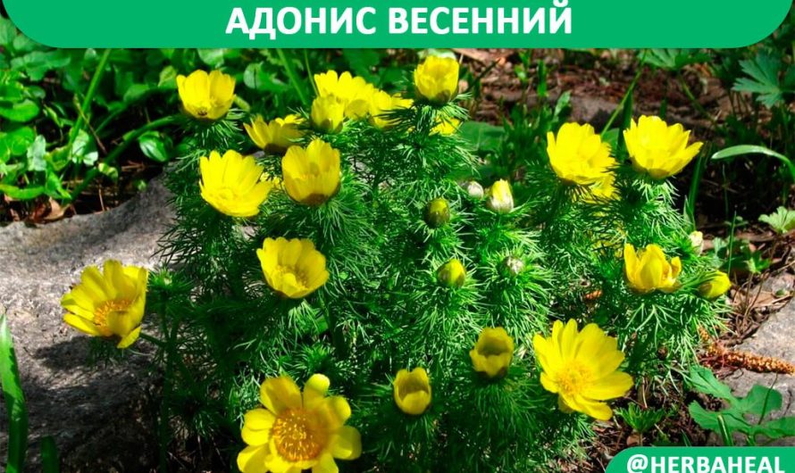 Адонис (Горицвет) весенний